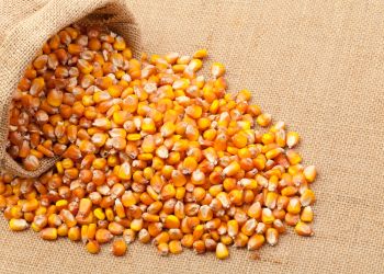 MAIZE