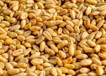 Wheat