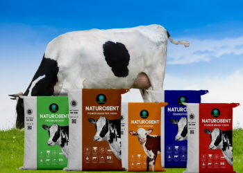 cattle feed (3)